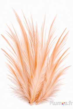 Gru comune - sbiancato - 21-25 cm - crema